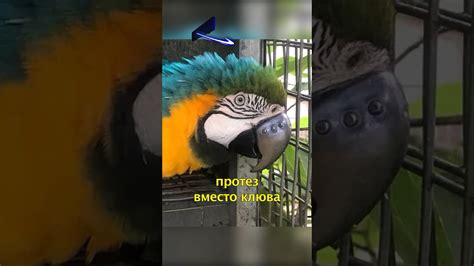 🦜Попугаю Сделали Клюв на 3D Принтере👍🏽 - YouTube