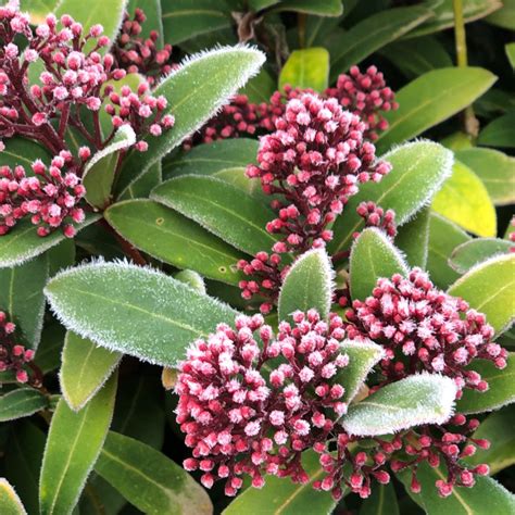 Skimmia Japonica Rubella Japanese Skimmia Rubella Uploaded By Italydiva