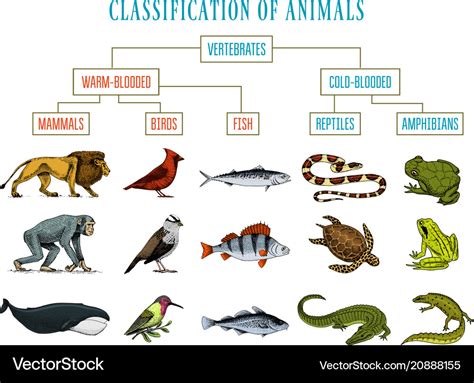 Classification animals reptiles amphibians Vector Image