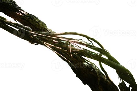 Natural Tree Trunk Roots Isolated Element 25063219 Png