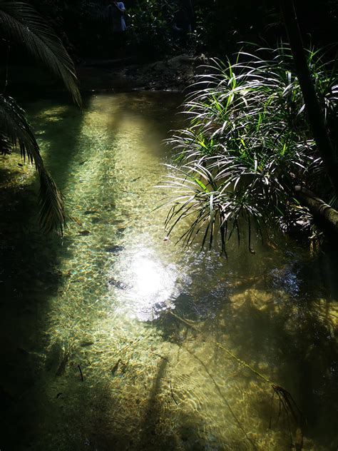 Anonib Hawaii: A Paradise Under Threat? Image 13