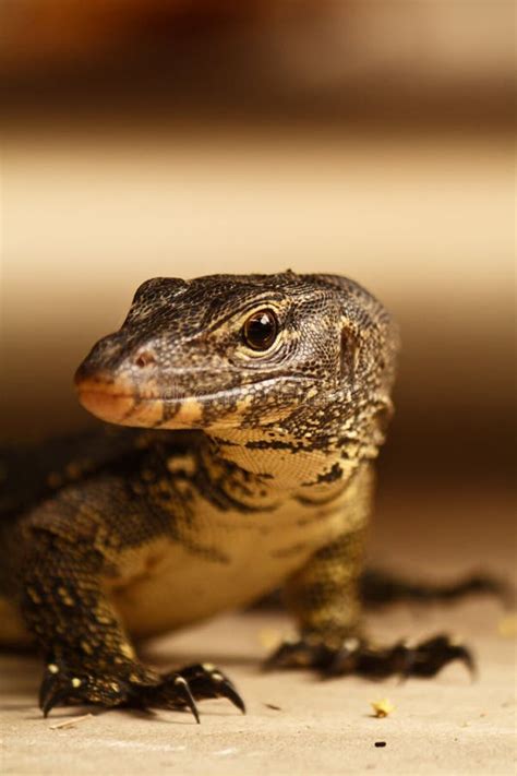 Leopard Spotted Gecko Stock Photo Image Of Amphibian 9351014