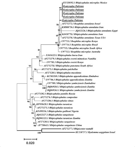 Maximum Likelihood Tree Inferred From ITS2 Sequences Of The Genus