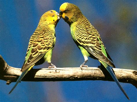 Budgerigar Wikipedia