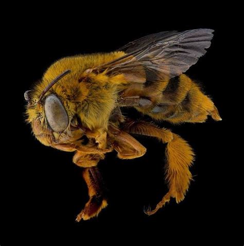 Teddy bear bee specimen (Image: Lauren Drysdale, NSW DPI) Golden Brown ...