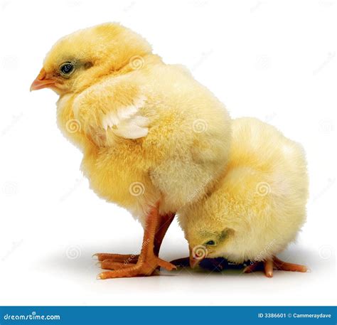 Baby Chickens Royalty-Free Stock Photography | CartoonDealer.com #69678551