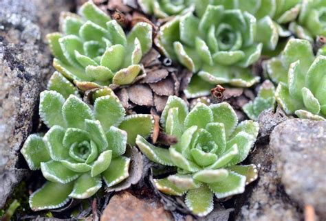 Камнеломка: уход в домашних условиях, выращивание из семян, виды, фото