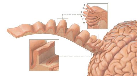 Local Cortical Thickness Patterns Research Command Lab University