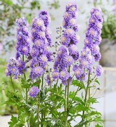 Highlander Sweet Sensation Larkspur Delphinium Elatum Proven