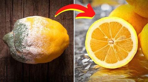 L Astuce Pour Conserver Vos Citrons Frais Pendant 6 Mois Et Éviter Qu