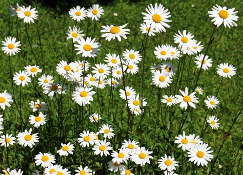 Free Images : grass, white, field, lawn, bloom, herb, botany, flora