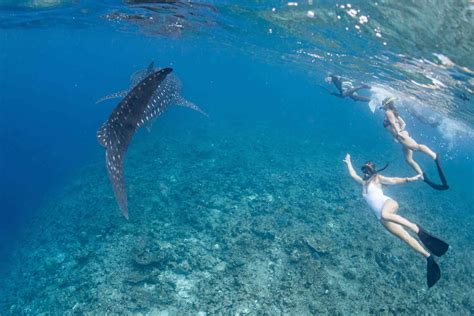 Best Places for Swimming with Whale Sharks in Maldives | INDULGE MALDIVES