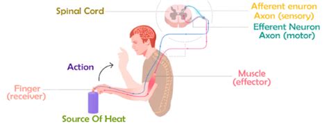 What is Reflex Arc? Draw a flowchart showing of the events which occur ...
