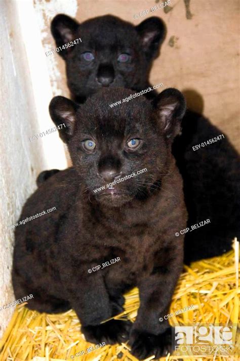 Black jaguar cubs, Stock Photo, Picture And Low Budget Royalty Free ...