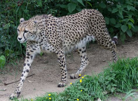cheetah  paradise wildlife park christine matthews cc  sa