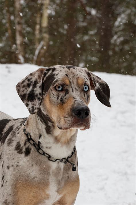 52 of the Most Colorful Dog Breeds in the World | Color Meanings