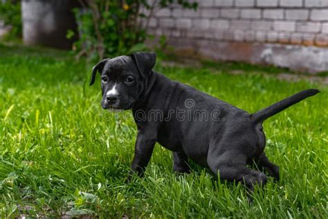 Adorable Young Black American Staffordshire Terrier Puppy Stock Image