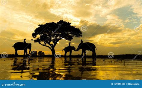 Silhouette Groep Olifanten En Menselijke Reflectie Op Water Stock