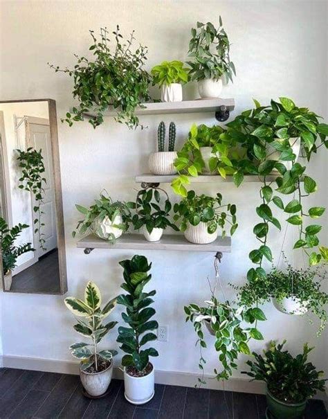 Pothos Wall Decor Ideas To Elevate Your Space