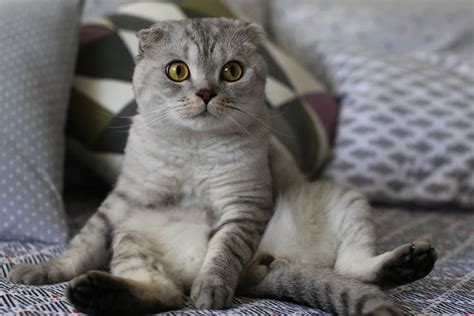 ragam alasan kucing duduk  manusia