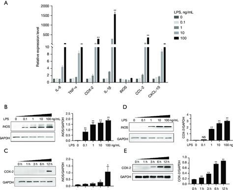 Expressions Of Il 6 Tnf α Cox 2 Il 1β Inos Ccl 2 And Cxcl 10 A