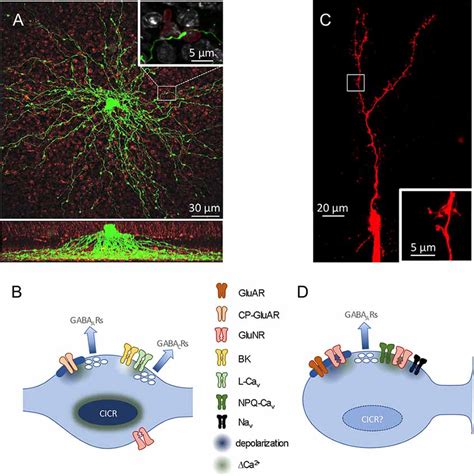 Frontiers A17 Amacrine Cells And Olfactory Granule Cells Parallel