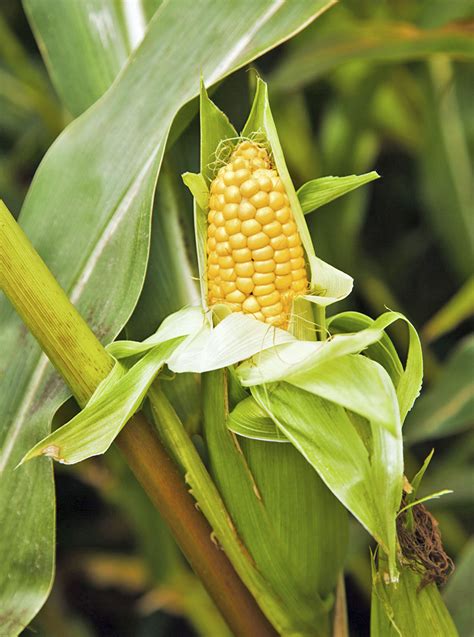 instituto mais bar  tematica esportiva abre  portas em brasilia