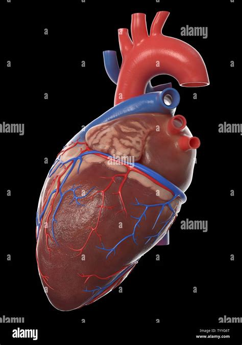 rendered medically accurate illustration   human heart anatomy