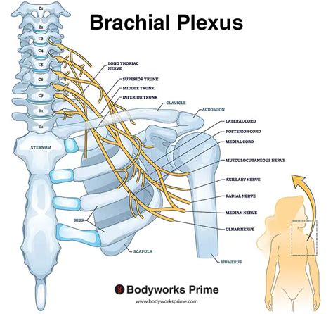 Pronator Teres Muscle Anatomy Bodyworks Prime