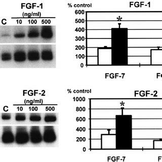 Shh Differentially Regulates Fgf Expression In Embryonic Lung