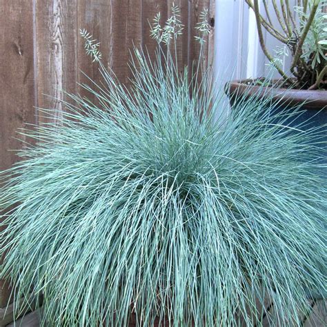 Award Winning Evergreen Grass Intense Blue 3 X 9cm Pots Richard