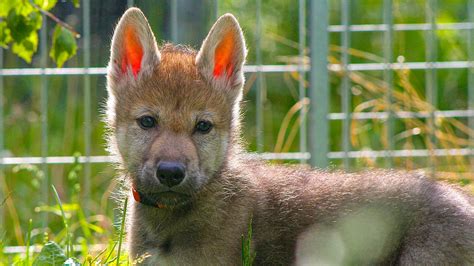 Watch wolf puppies stun scientists by playing fetch | Science | AAAS