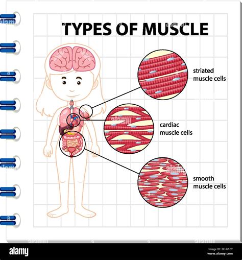 Tipos De Ilustraci N Del Diagrama De C Lulas Musculares Imagen Vector