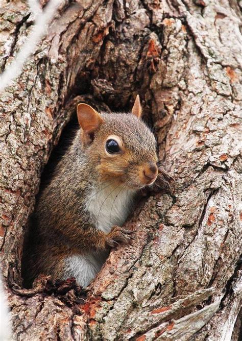 Plenty Of Opportunity Statewide For Small Game Hunting St Mary Now