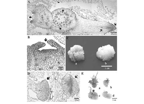 Effect of different growth regulators and light in the morphogenesis ...