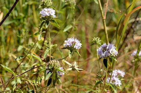 Ziziphora clinopodioides - Изображение особи - Плантариум