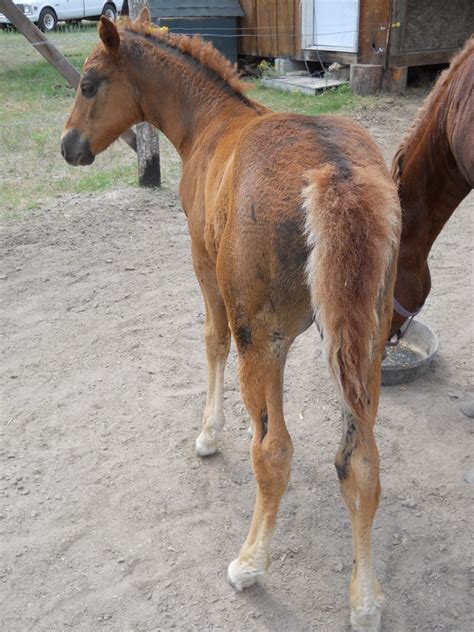 2013-14 FOALS - Hidden Meadow Curly Horses