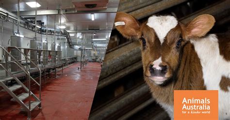 Slaughterhouse Cows Killed