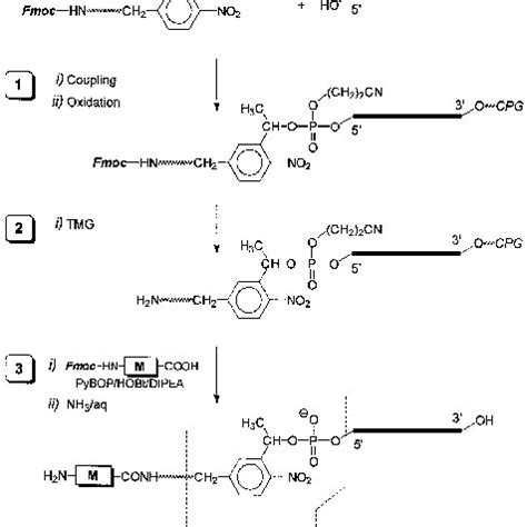 Synthesis Of Photocleavable Peptidedna Conjugates Conjugation Of