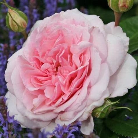 Александра Принцесс де Люксембург (Alexandra Princesse de Luxembourg ...