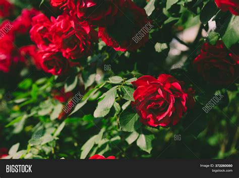 Flowering Bush Red Image & Photo (Free Trial) | Bigstock