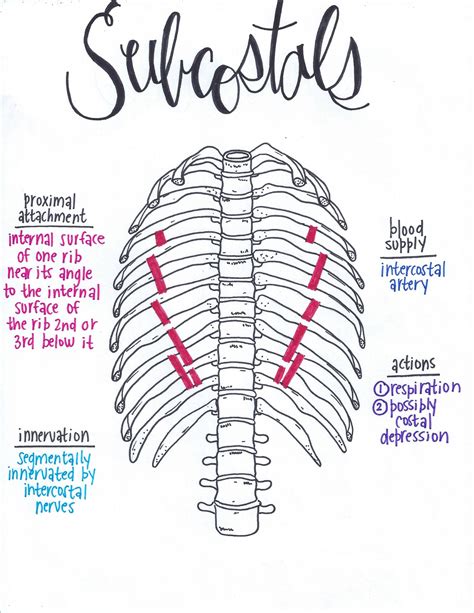 Subcostals | Muscular system anatomy, Muscle anatomy, Medical anatomy