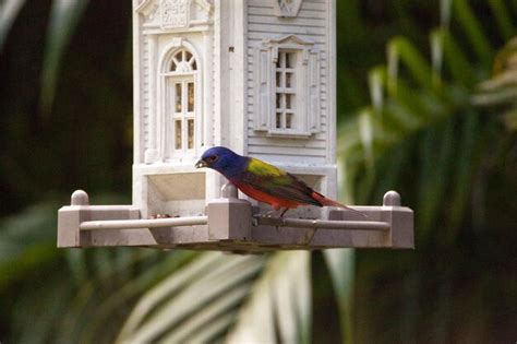 Premium Photo Male Painted Bunting Passerina Ciris Bird On A Bird