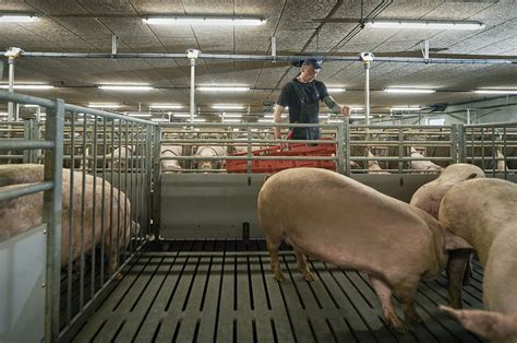 Quarantine Facilities Danbred