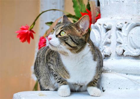 When Can Kittens Be Fixed ? - 2025