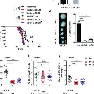 Enhancement Of Immunotherapy By Vegf C Is Dependent On Ccl Ccr