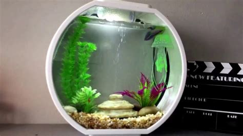 New betta in AA deco o mini aquarium. 2.6 gallons - YouTube