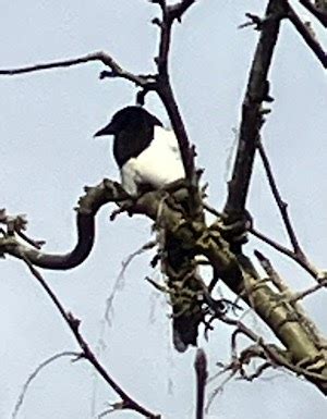 Roger G XBM S Mainly Amateur Radio Blog Magpies NOT Amateur Radio