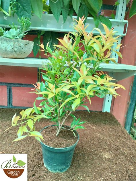 Eugenia Plant Fence Cherry Hedge, Surinam Cherry – Eugenia Uniflora