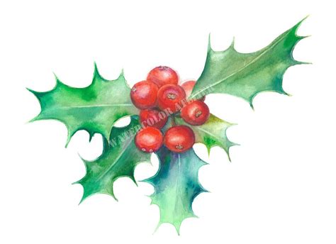 Holly-watercolor Giclee Print, Watercolor Holly Berry, Holly Berry ...